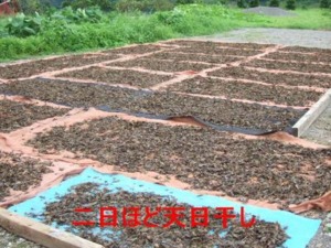 阿波晩茶天日干し
